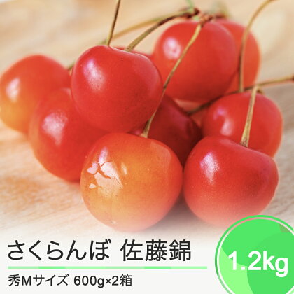 先行予約 さくらんぼ 佐藤錦 秀Mサイズ バラ詰め 1.2kg(600g×2箱) 2024年産 令和6年産 山形県産 送料無料 サクランボ