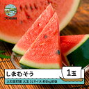 【ふるさと納税】すいか 大玉 3L×1玉入り 2025年産 令和7年産 送料無料 スイカ 大石田町産 7月中旬から順次発送 gt-susmx3
