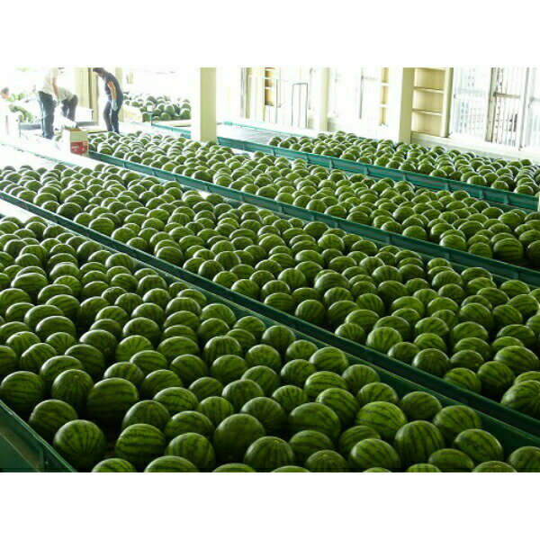 【ふるさと納税】すいか 3回 定期便 令和7年産 2025年産 尾花沢すいか 大玉すいか 小玉すいか 計6玉 山形県 大石田町 フルーツ 果物 ja-tksux3