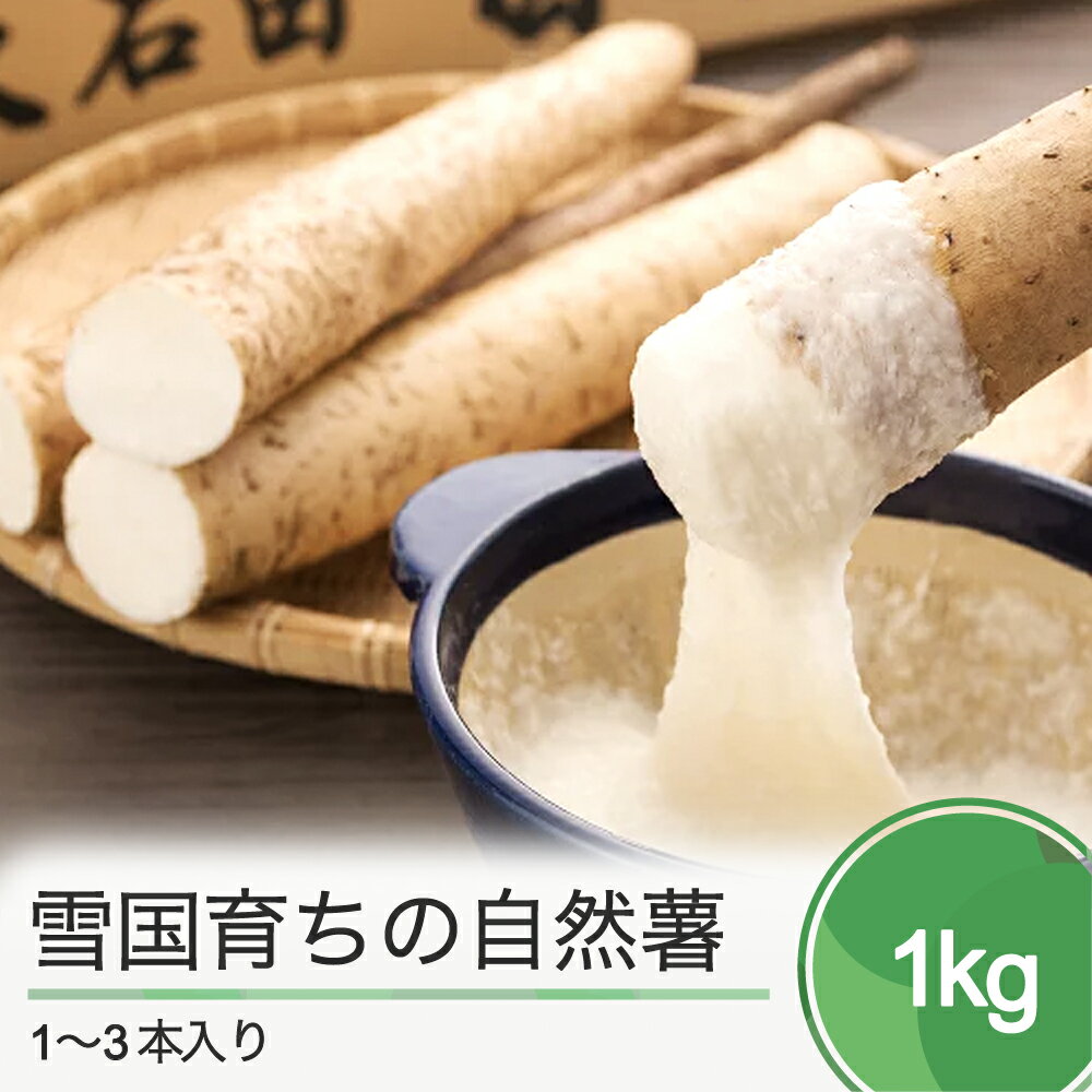 雪国育ちの自然薯 約1kg 1〜3本入り 送料無料