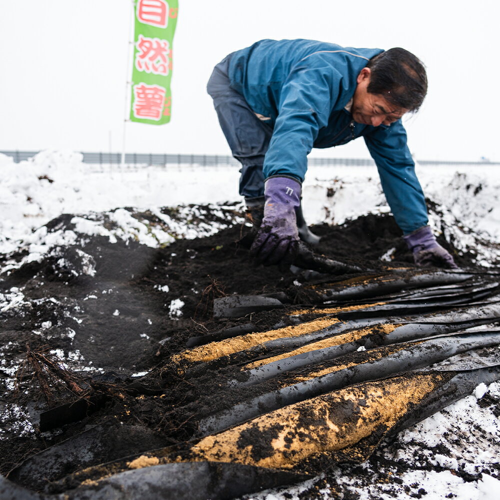【ふるさと納税】744.【JA】ねばりっこ　秀3L×2本　※着日指定不可　※離島への配送不可　※順次発送予定