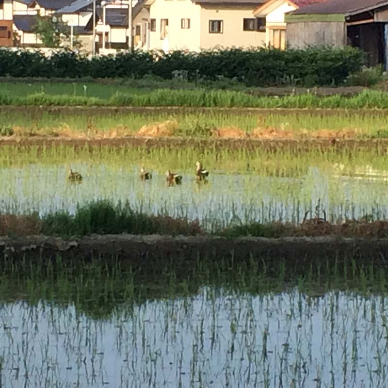 【ふるさと納税】【先行予約 令和7年産】 金山町産 特別栽培米 はえぬき 玄米 2kg×5(10kg) 米 お米 ご飯 ブランド米 F4B-0609