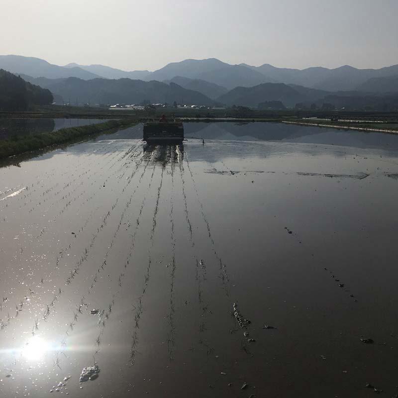【ふるさと納税】【先行予約 令和7年産】 金山町産 特別栽培米 はえぬき 玄米 2kg×5(10kg) 米 お米 ご飯 ブランド米 F4B-0609