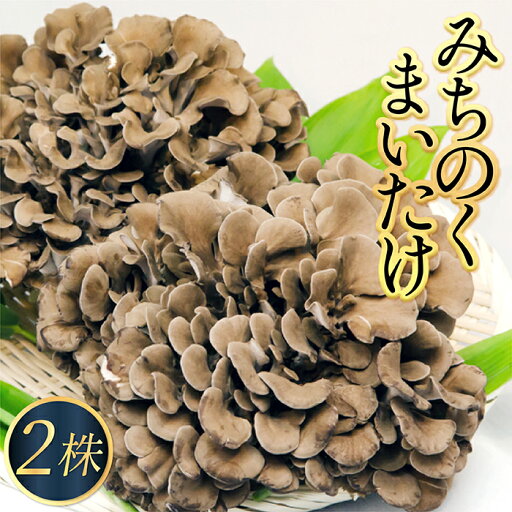 【ふるさと納税】最上町産 みちのく まいたけ 2株 【ふるさと納税】最上町産 みちのく まいたけ 2株