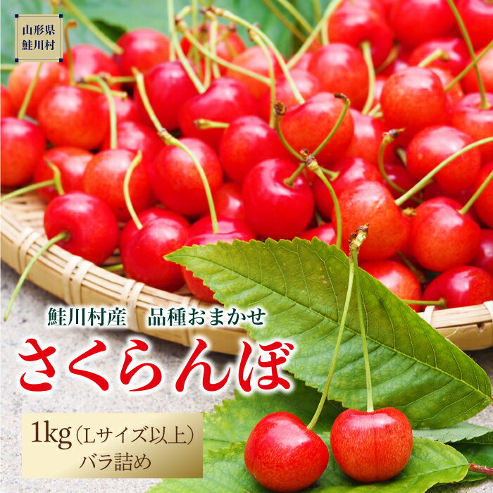 【ふるさと納税】［2024年6月中旬～発送］　鮭川村のさくらんぼ【品種おまかせ】　1kg