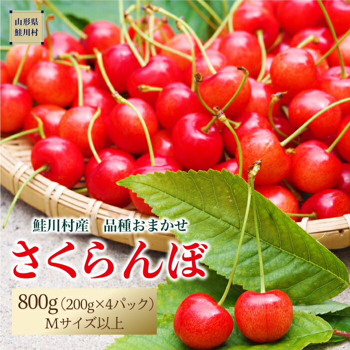 【ふるさと納税】［2024年6月上旬～発送］鮭川村のさくらんぼ【品種おまかせ】200g×4パック