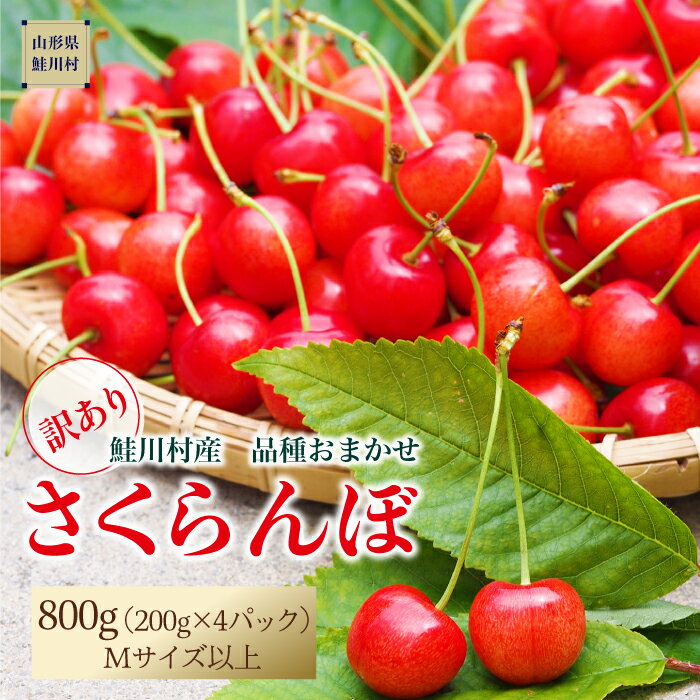 【ふるさと納税】【訳あり】2024年6月上旬～発送　鮭川村のさくらんぼ【品種おまかせ】　200g×4パック