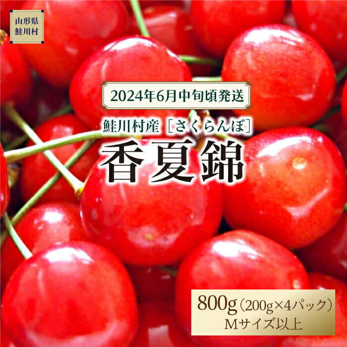 【ふるさと納税】［2024年6月中旬頃発送］　鮭川村のさくらんぼ＜香夏錦＞　200g×4パック