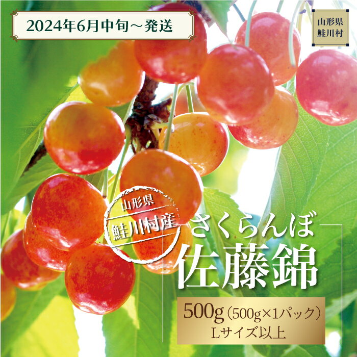 【ふるさと納税】［2024年6月中旬～発送］　鮭川村のさくらんぼ＜佐藤錦＞　500g