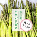 【ふるさと納税】 選べるサイズ!! 鮭川村産 アスパラガス
