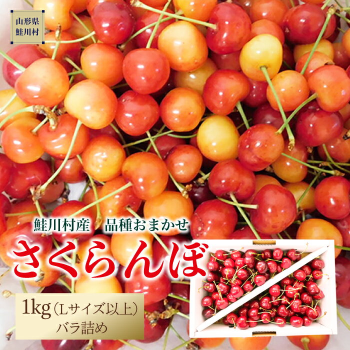 【ふるさと納税】【令和7年産 早期受付】 鮭川村産さくらんぼ ＜品種おまかせ＞ Lサイズ以上バラ詰め 1kg（500g×2P）のサムネイル