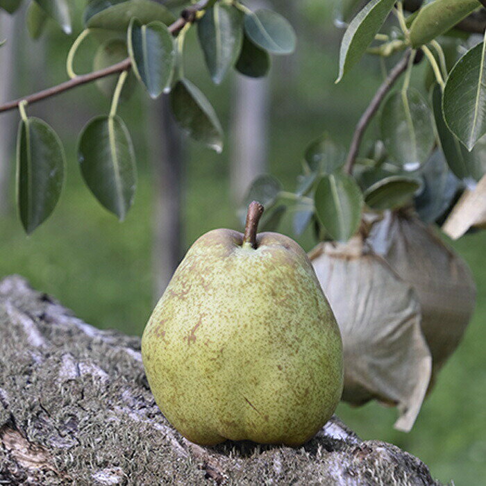 【ふるさと納税】【期間限定発送】 ラ・フランス 高畠町産 ラ・フランス 2L〜3L 3玉 木箱入り [tk06ays910001 山形県 高畠町 三鷹洋梨園] 果物 くだもの フルーツ 洋なし 洋梨 ラフランスのサムネイル
