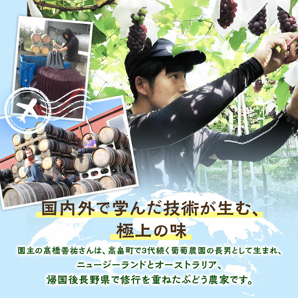 【ふるさと納税】【期間限定発送】 ぶどう デラウェア 選べる 内容量 約1kg〜約3kg 朝採れ [山形県 高畠町 oboco grapes] 個包装 種無し ブドウ 葡萄 くだもの 果物 フルーツ 産地直送 農家直送