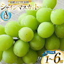 【ふるさと納税】【総合ランキング 上位入賞】シャインマスカット マスカット 650g 1房 1.5kg 2~3房 3kg 4~6房 | ふるさと納税 ぶどう シャイン マスカット 高級 葡萄 果物 フルーツ 農家直送 箱詰 山形県 高畠町 人気 ランキング 送料無料 F21B-125var