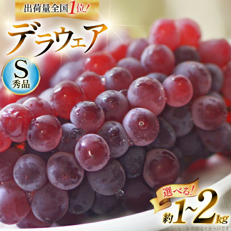 5位! 口コミ数「33件」評価「3.76」 【期間限定発送】 ぶどう デラウェア 秀品 【選べる内容量】 [治右衛門果樹園 山形県 高畠町 tk06ays830012] 種なし ブドウ 葡萄 くだもの 果物 フルーツ 産地直送 農家直送 果実･･･ 
