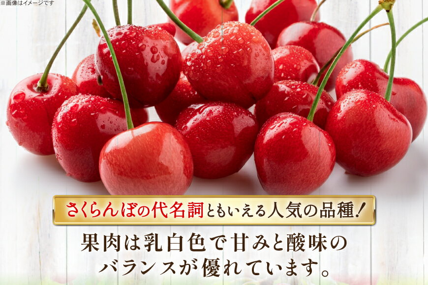 【ふるさと納税】 【期間限定発送】 さくらんぼ 置賜産 紅王 特秀 3L 以上 500g [J...