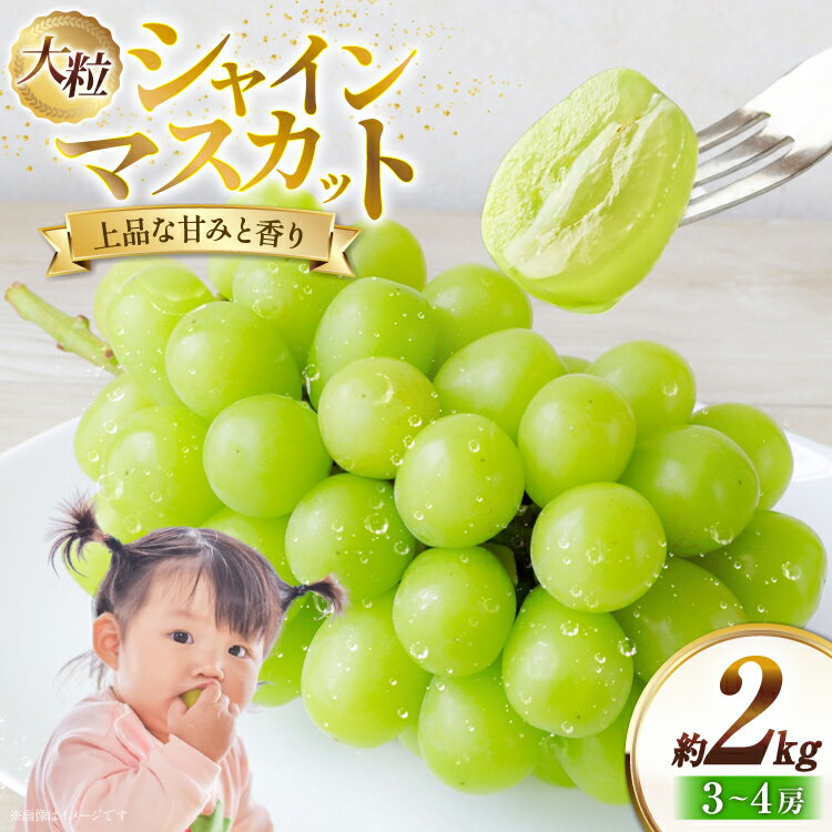 【ふるさと納税】 【期間限定発送】 シャインマスカット 約2kg 3～4房 [冨樫商店 山形県 高畠町 tk06ayt290002] ぶどう ブドウ 葡萄 マスカット 大粒 種なし 果物 くだもの フルーツ