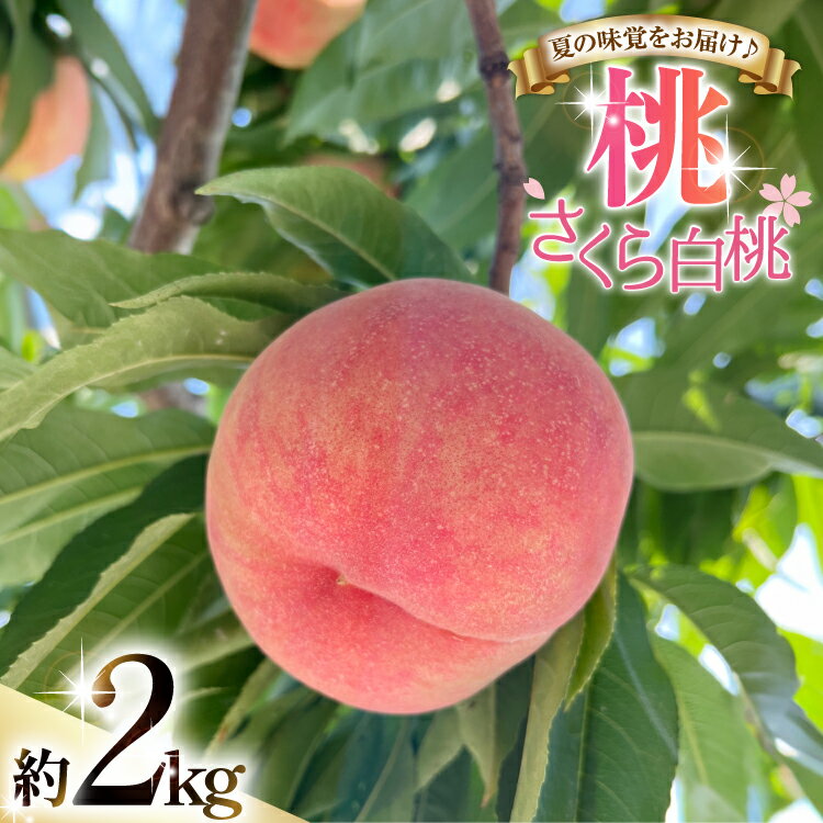 [期間限定発送] 桃 さくら 白桃 2kg [東城農園 山形県 高畠町 tk06ayt370001] もも モモ 果物 くだもの フルーツ 冷蔵