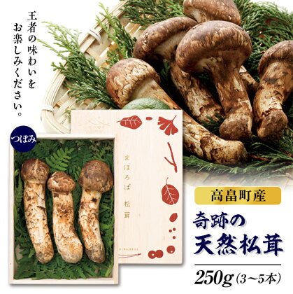 ≪先行予約≫2024年 山形県 高畠町産 松茸 つぼみ 250g(3～5本) 2024年9月下旬から順次発送 国産 国内産 天然 まつたけ 希少 秋 山の幸 きのこ キノコ 期間限定 数量限定 ギフト 贈答 産地直送 F20B-153