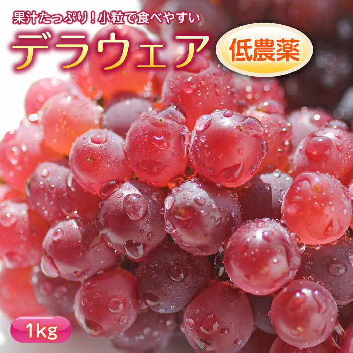 【ふるさと納税】≪先行予約≫2024年 山形県 高畠町産 低農薬 デラウェア 1kg 2024年8月上旬から順次発...