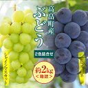 14位! 口コミ数「7件」評価「4.86」 ≪先行予約≫2024年 山形県 高畠町産 ぶどう2色詰合せ 約2kg 箱詰 2024年9月中旬から順次発送 ぶどう ブドウ 葡萄 マスカッ･･･ 