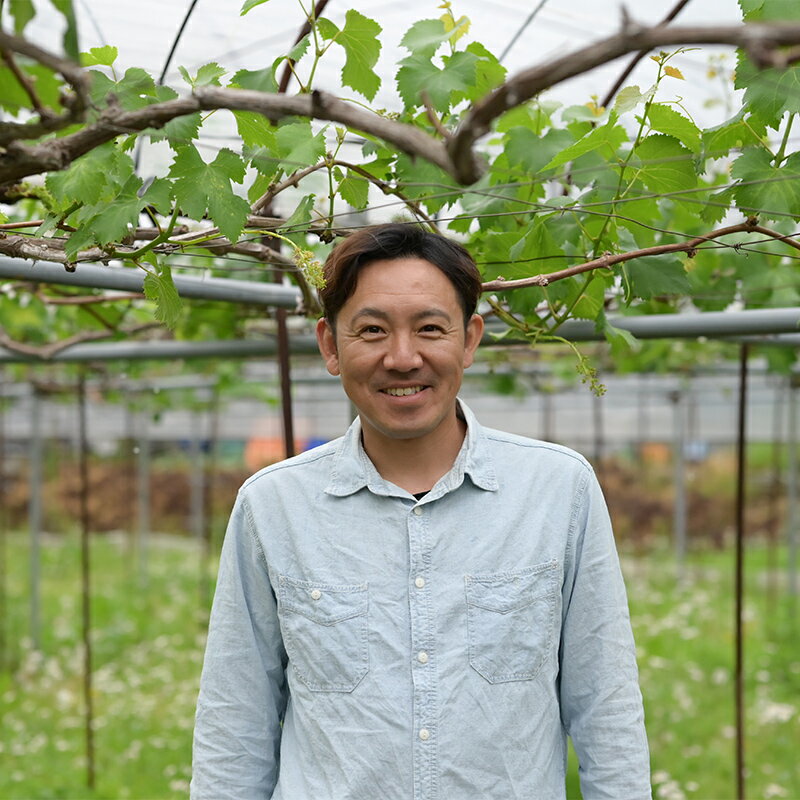 【ふるさと納税】 ≪先行予約≫2024年 山形県 高畠町産 ぶどう2色詰合せ 約2kg 箱詰 2024年9月中旬から順次発送 ぶどう ブドウ 葡萄 マスカット 大粒 種なし 高級 くだもの 果物 フルーツ 秋果実 産地直送 農家直送 数量限定 F20B-384