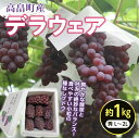 4位! 口コミ数「9件」評価「4.67」 先行予約 令和6年産 デラウェア ぶどう L〜2L 約1kg | ふるさと納税 ぶどう 高級 デラウェア ブドウ 葡萄 果物 くだもの フ･･･ 