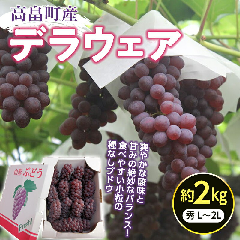 【ふるさと納税】先行予約 令和6年産 デラウェア ぶどう L 〜 2L 約2kg | ふるさと納税 ぶどう 高級 デラウェア ブドウ 葡萄 果物 くだもの フルーツ L 〜 2L 農家直送 朝採れ 山形県 高畠町 2024 数量限定 ふるさと 人気 送料無料 F20B-581