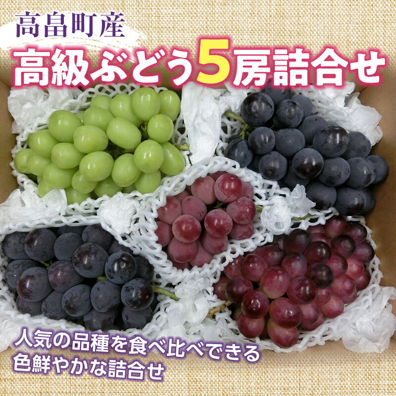 先行予約 令和6年産 高級ぶどう5房詰合せ | ふるさと納税 ぶどう 高級 ブドウ 葡萄 果物 くだもの フルーツ 農家直送 朝採れ 山形県 高畠町 2024 数量限定 ふるさと 人気 送料無料 F20B-582