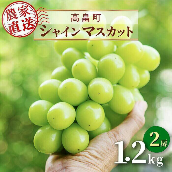 [訳あり]シャインマスカット 農業者支援 先行予約 ご家庭用 2024年 1.2kg 2房 | ふるさと納税 訳あり シャインマスカット ぶどう マスカット 高級 葡萄 果物 フルーツ 農家直送 山形県 高畠町 限定 ふるさと 人気 ランキング 送料無料 F20B-738