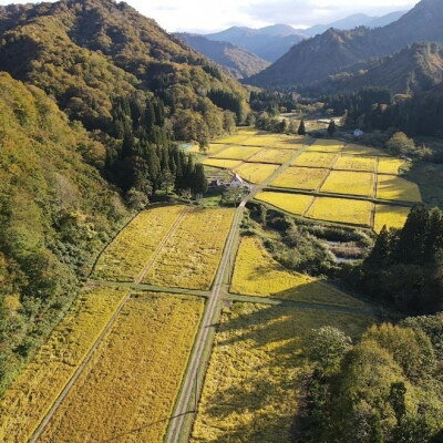 【ふるさと納税】令和8年産新米先行予約　山形県小国町産　雪若丸　精米5kg　東部開発【1462801】 f064017-oguni-10000174 山形県小国町 サンプル画像2