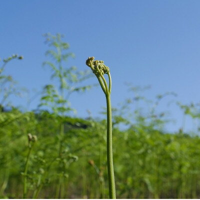 【ふるさと納税】【数量限定】採れたて山菜　生わらび　1kg×1束【配送不可地域：離島】【1738482】