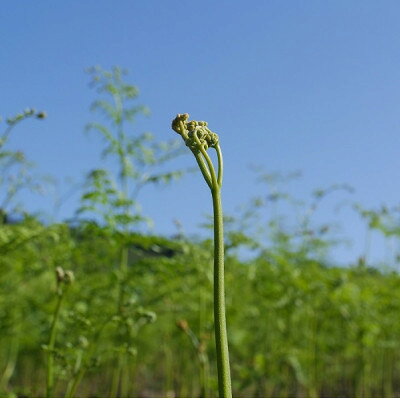 【ふるさと納税】【数量限定】採れたて山菜　あく抜きわらび　200g×4束【配送不可地域：離島】【1738926】