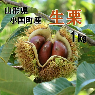 [先行予約][数量限定]山形県小国町産 舟山栗園の生栗 1kg