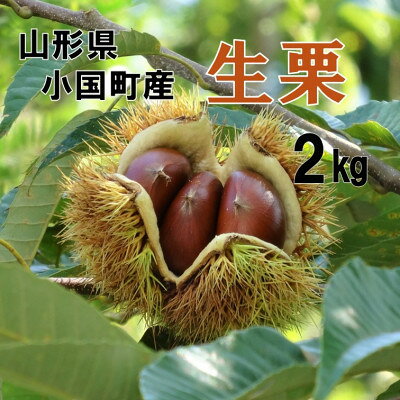 【ふるさと納税】【先行予約】【数量限定】山形県小国町産　舟山栗園の生栗 2kg【1776054】