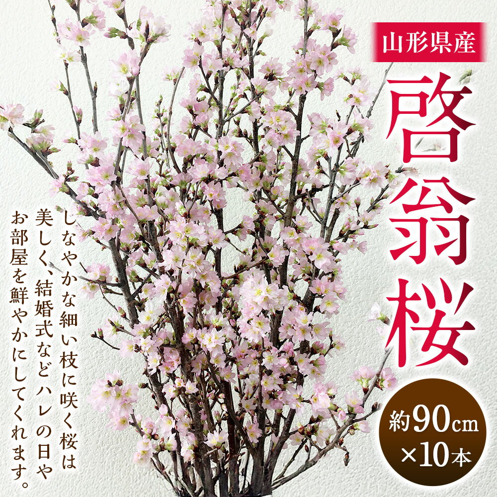【ふるさと納税】 啓翁桜 約90cm×10本 桜 さくら サクラ 花 フラワー 観賞用 飾り 山形県産 送料無料【2026年1月上旬～2月下旬発送予定】