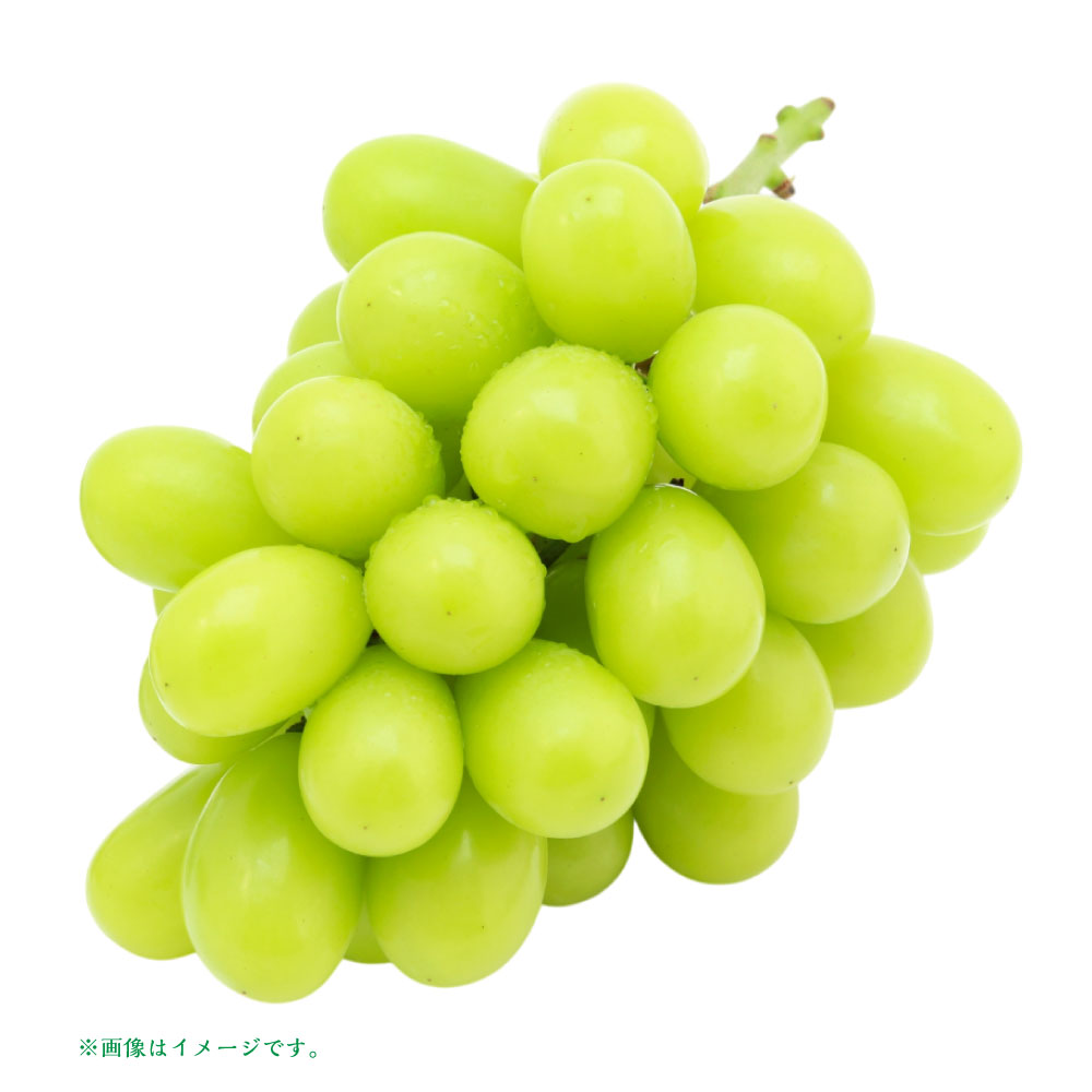 【ふるさと納税】山形おきたま産冬のシャインマスカット 秀 2～3房 （約1.5kg）【2025年12月下旬発送予定】シャインマスカット マスカット 葡萄 ぶどう ブドウ フルーツ スイーツ 果物 くだもの 果実 山形県 白鷹町 白鷹 冷蔵 送料無料