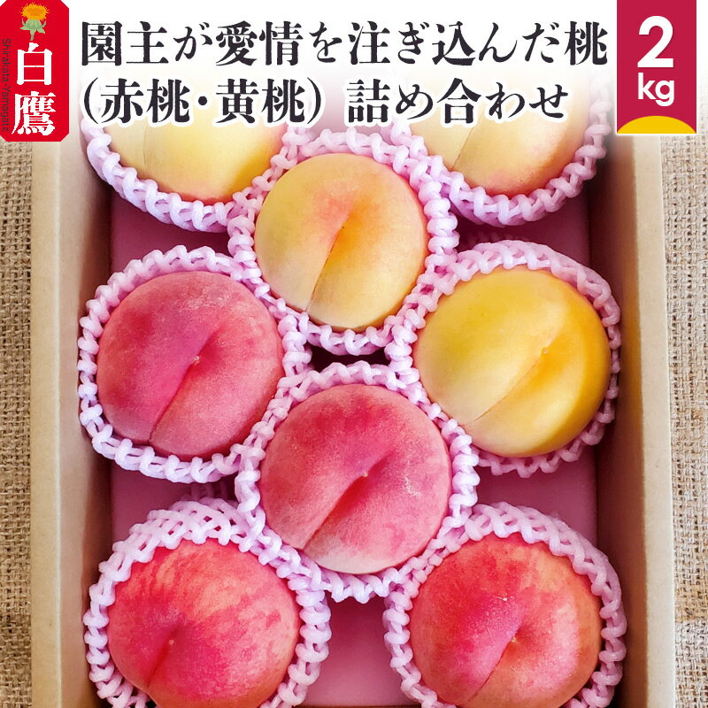 園主が愛情を注ぎ込んだ【桃】2kg (赤桃・黄桃) 詰め合わせ 山形県産 【2024年8月上旬～8月下旬に順次発送予定】