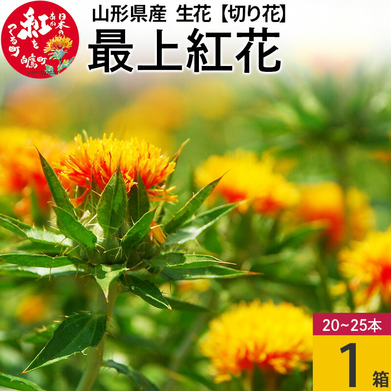 [ 先行予約 ]最上紅花 [切り花]ベニバナ(生花)1箱(20〜25本入り) 山形県白鷹町産 [2024年7月上旬に順次発送予定]