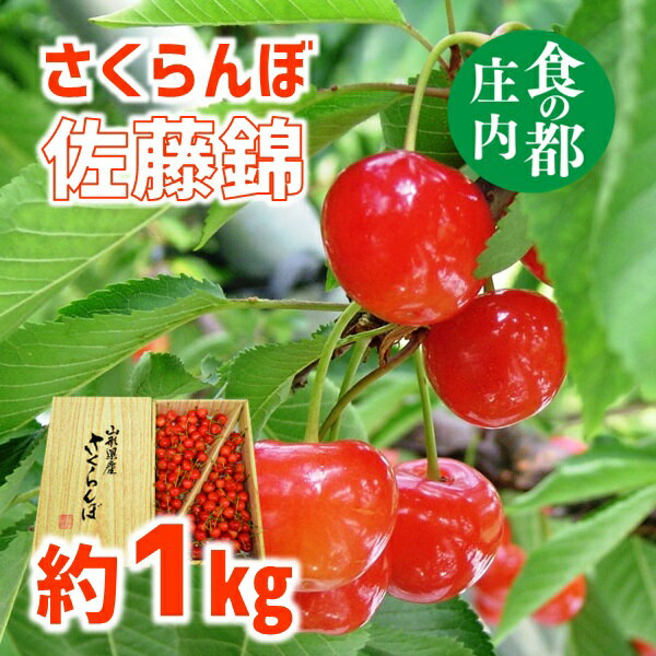 食の都庄内[令和6年産]さくらんぼ佐藤錦 約1kg※2024年6月中旬頃〜6月下旬配送予定(庄内たがわ農業協同組合)