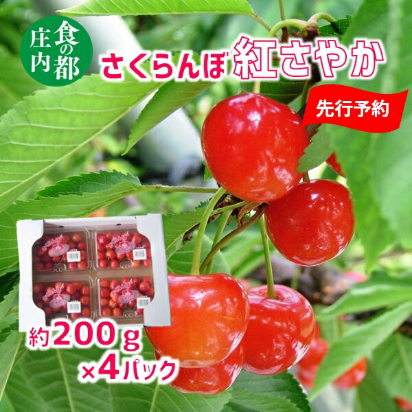 【ふるさと納税】【先行予約】食の都庄内【令和7年産】さくらんぼ紅さやか 約200g×4パック※令和7年6月上旬頃～順次配送予定（庄内たがわ農業協同組合）のサムネイル