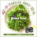 【ふるさと納税】庄内産 ベビーリーフ と 国内加工 サルサソース セット ふるさと納税 山形