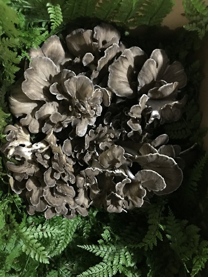 【ふるさと納税】天然舞茸1kg（9月から予約受付分より順次発送　入金期限：2023.9.30）