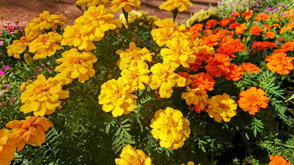 山形県庄内町の画像2