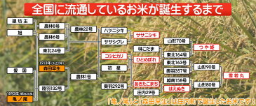 【ふるさと納税】庄内米定期便！つや姫無洗米10kg（1月中旬より1年間　入金期限：H30.12.25）