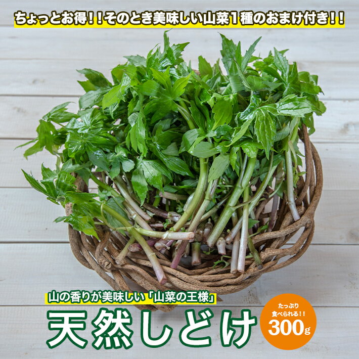 天然しどけ 約300g おまけの山菜1種付き 4月中旬〜5月中旬頃お届け 冷蔵便 ※着日指定・離島発送不可 しどけ モミジガザ キノシタ 東北 山形県 遊佐町 庄内 野菜 自然 採れたて 春 旬 山菜