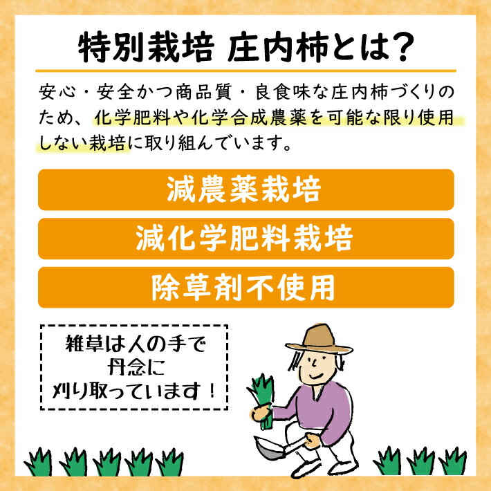 【ふるさと納税】特別栽培庄内柿 10kg L〜2Lサイズ 52〜60個入り 山形県遊佐町産 11月上旬～11月下旬頃お届け ※着日指定不可 東北 山形県 遊佐町 庄内地方 種無し柿 カキ かき 種無し