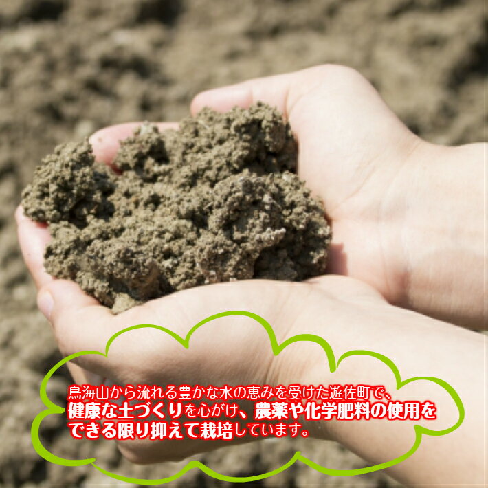 山形県遊佐町の画像2