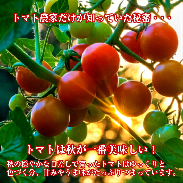 【ふるさと納税】農家直送 トマトジュース 秋のめぐ実 砂糖不使用 食塩無添加 500ml×6本