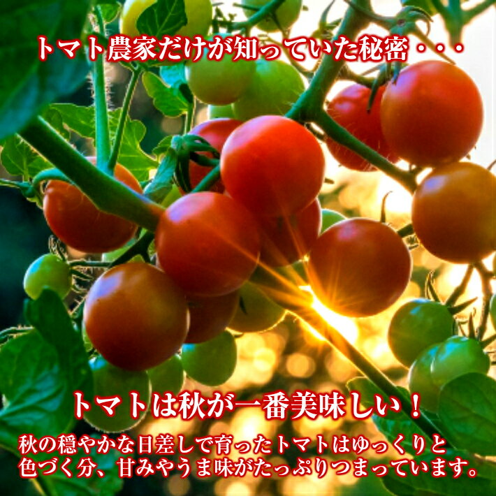 【ふるさと納税】農家直送トマトジュース秋のめぐ実砂糖不使用食塩無添加500mltimes;4本